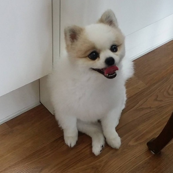 신수지 반려견, 상큼하게 미소짓는 밍키
