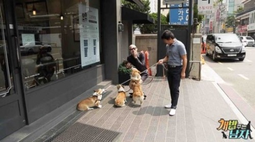 '개밥 주는 남자' 웰시코기 삼둥이, 보금자리 생긴다