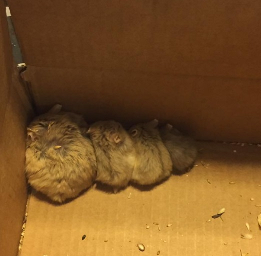 미국, '포켓몬 고(GO)' 게임하다가 진짜 동물 찾았다