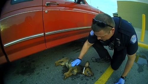 여름철 차에 홀로 남겨진 반려동물...창문 열어놔도 위험