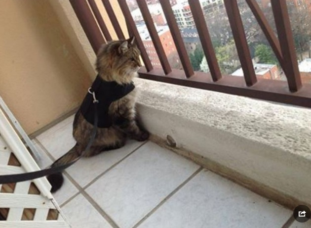 발코니에 올라간 고양이는 안전할까
