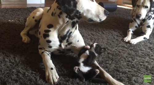 달마시안 괴롭히는 고양이 "작다고 무시하냥"