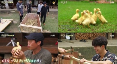 '삼시세끼', 오리 12마리 등장...손오리들 매력에 '풍덩'