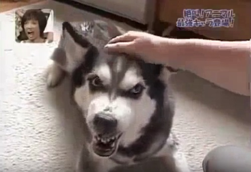 화났개 무서운 표정 짓는 강아지