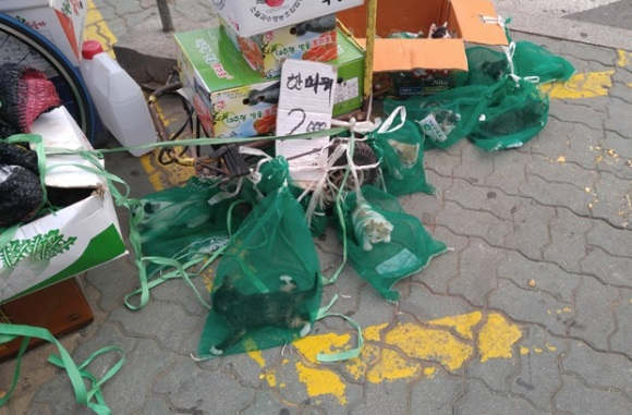 야채망에 고양이 담아 판매…'충격'