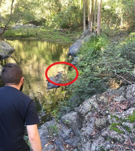 조난당한 개를 구한 등산객