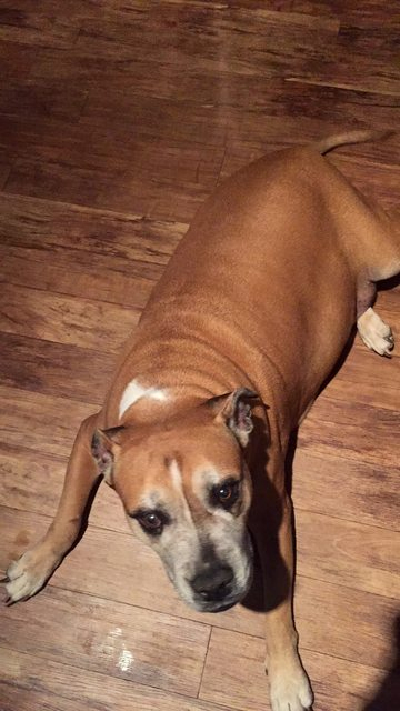 조난당한 개를 구한 등산객