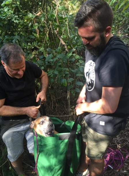 조난당한 개를 구한 등산객