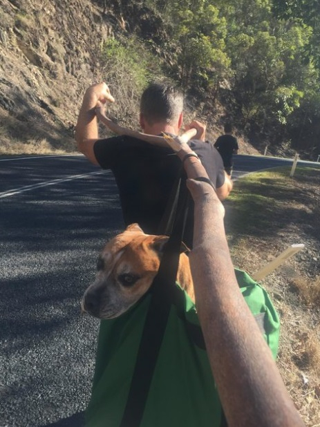 조난당한 개를 구한 등산객