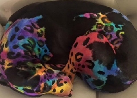 [동물학대] 피카츄처럼 반려견 염색한 견주 '학대 논란'