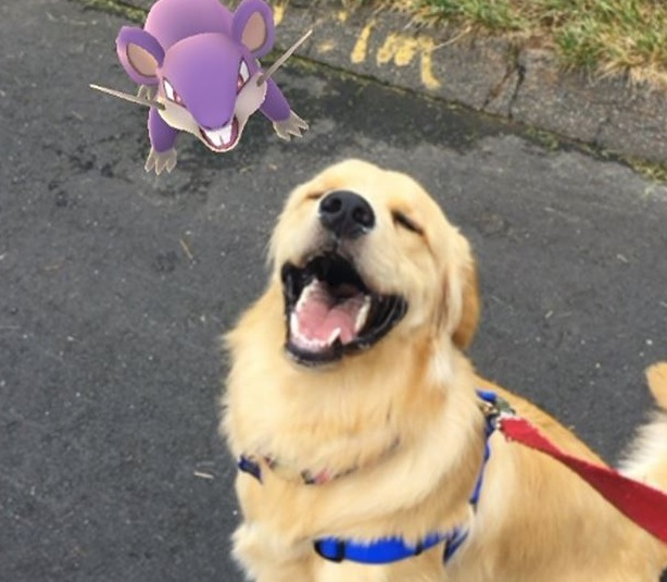 포켓몬과 교감 중인 반려동물들 포켓몬이 보이니?