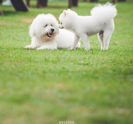 권소현, 푸른 잔디밭 흰둥이 두마리