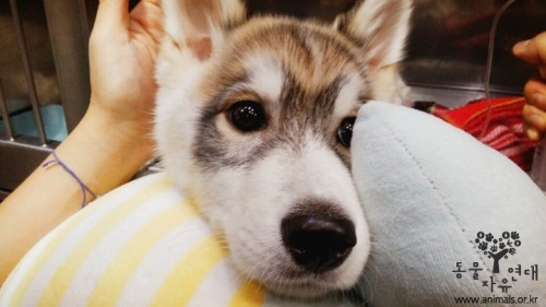 동물자유연대, 아사 직전 구조된 허스키 근황 '견주 고발'