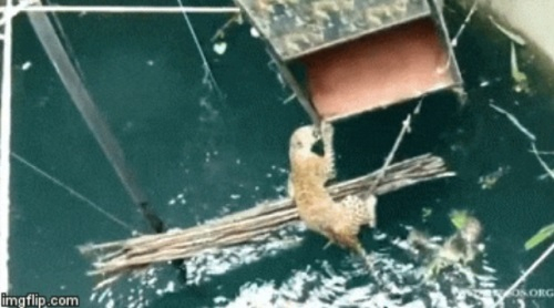 18미터 상수도에 빠진 표범