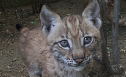 국제멸종위기종 샤망·스라소니 국내 첫 번식 성공