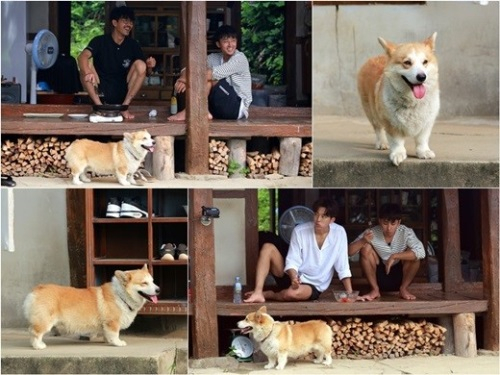 '삼시세끼' 유해진 반려견 깜짝 등장…무한 매력 발산