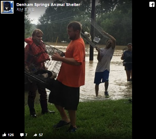 최악의 홍수 사태 속 동물 구조하는 사람들