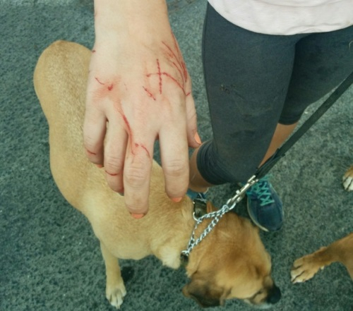 집고양이에게 습격 당한 핏불 테리어