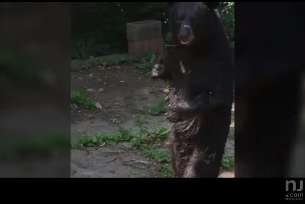두 발로 걸어다니는 곰 '페이스북 인기스타'
