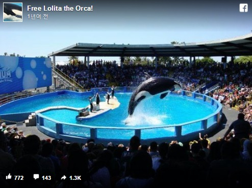 46년을 수족관에서 산 범고래…건강에 '적신호'