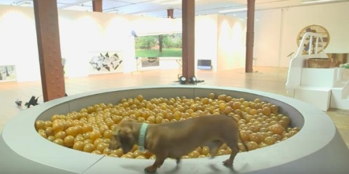 예술 작품 즐기는 개들…육체적·정신적 건강 향상