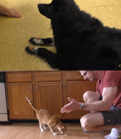 고양이와 개의 일상은 얼마나 다른가