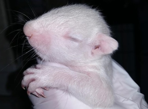 회색빛 아기 다람쥐들 사이에 태어난 '흰둥이'