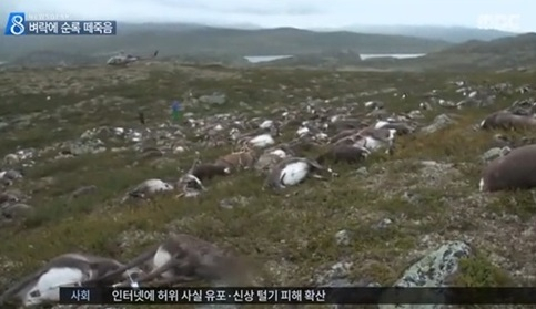 노르웨이서 순록 323마리 떼죽음 '원인은 고압전류'