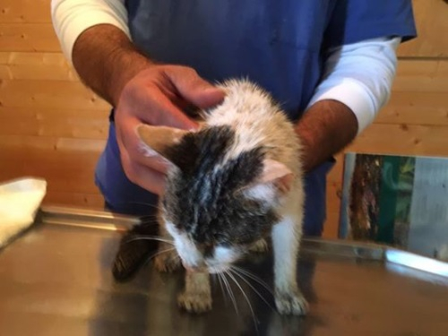 지진 발생 6일만에 잿더미 속에서 발견된 고양이