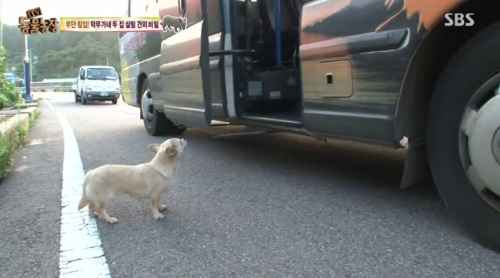 'TV동물농장' 소야도에는 마을버스 타는 개가 산다