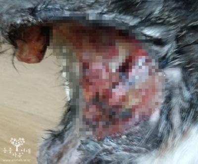 동물자유연대, 쩔뚝거리는 절망에서 폴짝거리는 희망 얻은 고양이