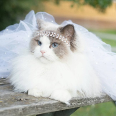 세상에서 제일 아름다운 스웨덴 고양이 '공주 오로라'