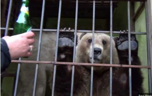 우리에 갇혀 학대받은 곰…스트레스로 자학까지