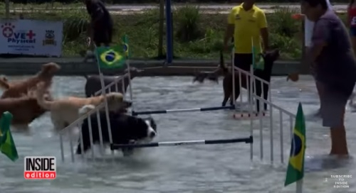 [해외] 브라질 리우서 귀여운 '개' 올림픽 개막