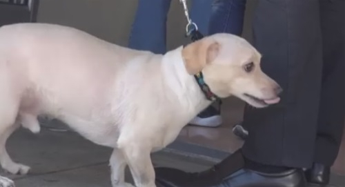 동물 보호소 앞 떠나는 주인과 남겨진 강아지 '이별 현장'