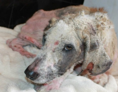 여왕의 이름을 얻게 된 유기견