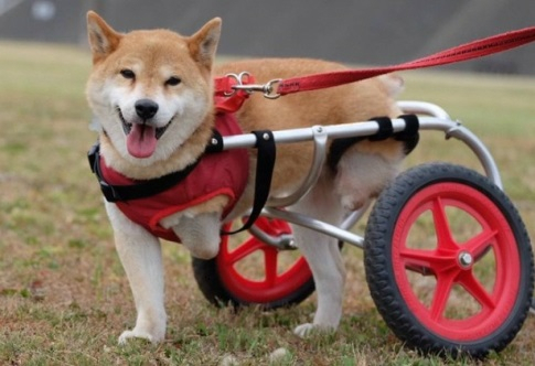 두 다리 잃어버린 시바견…건강하게 일어서다