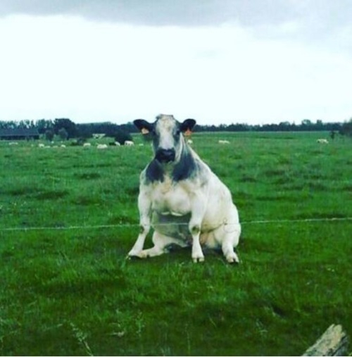 귀엽게 강아지처럼 앉는 소들