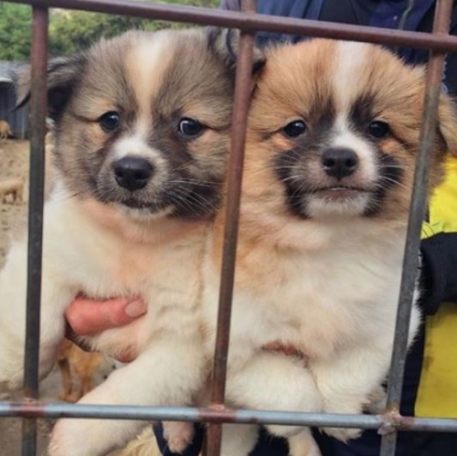 홍수아, 귀염둥이 강아지 '연지·곤지' 부모를 찾습니다