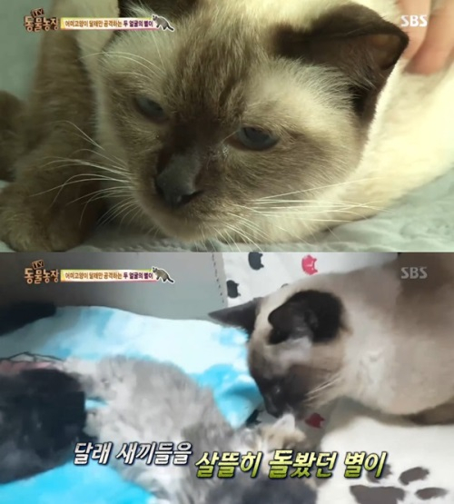 '동물농장' 두 얼굴 고양이 벌이, 새끼 낳은 달래만 보면 싸움.. '임신 실패했지만 모성애 때문에'