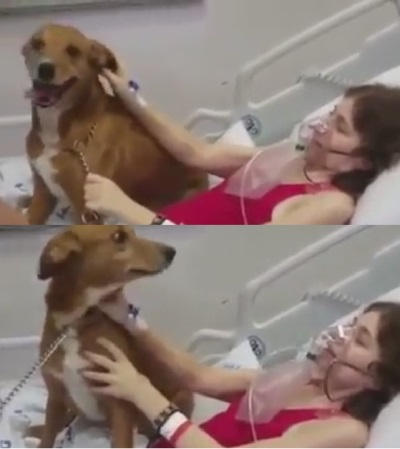 죽음을 앞둔 주인의 품으로 달려든 반려견