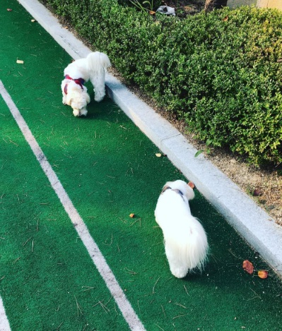 윤계상의 흰둥이 아가들 '송뭉치 같아'