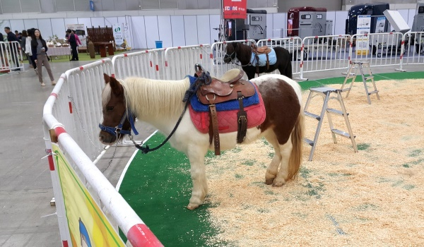 [현장을 가다] 도심속에서 말(馬)과 만나보세요... 2016 말산업박람회 오픈