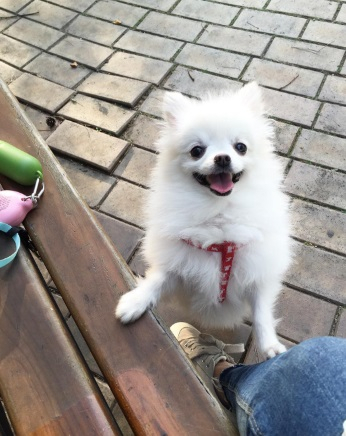 공승연 반려견, 사람처럼 빙그레 미소 "신났어요"