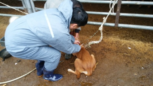 보성군, 구제역·AI 등 가축전염병 예방 총력