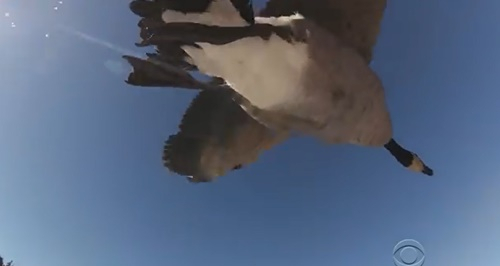 거위와 함께 사는 남자의 사연