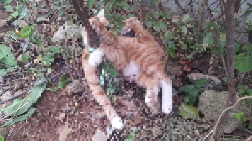 [동물학대] 나무에 묶인 채 눈 뜨고 죽은 고양이 마치 전시하듯