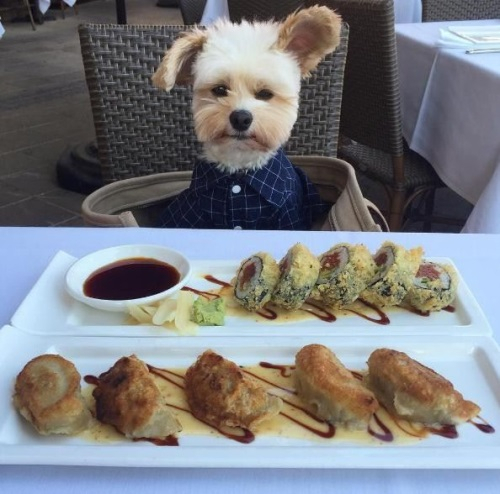 미국 먹방계 스타견 '뽀빠이'