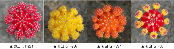 농촌진흥청, 한국 선인장 세계적으로 인정 받아