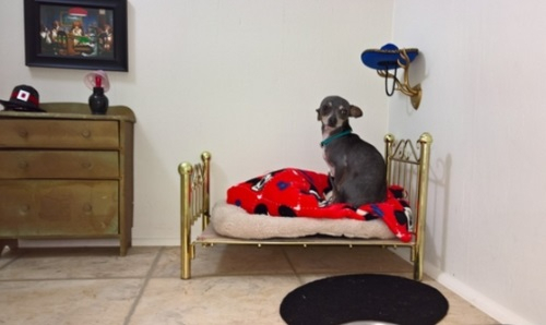 계단 밑 벽장 방에서 지내는 강아지계의 해리포터